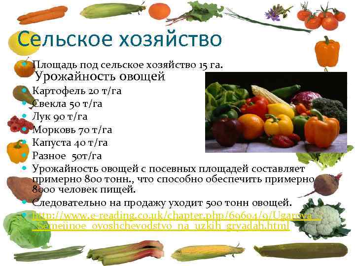 Сельское хозяйство Площадь под сельское хозяйство 15 га. Урожайность овощей Картофель 20 т/га Свекла