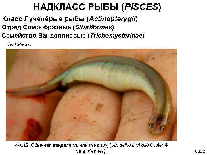 НАДКЛАСС РЫБЫ (PISCES) Класс Лучепёрые рыбы (Actinopterygii) Отряд Сомообразные (Siluriformes) Семейство Ванделлиевые (Trichomycteridae) Амазония.