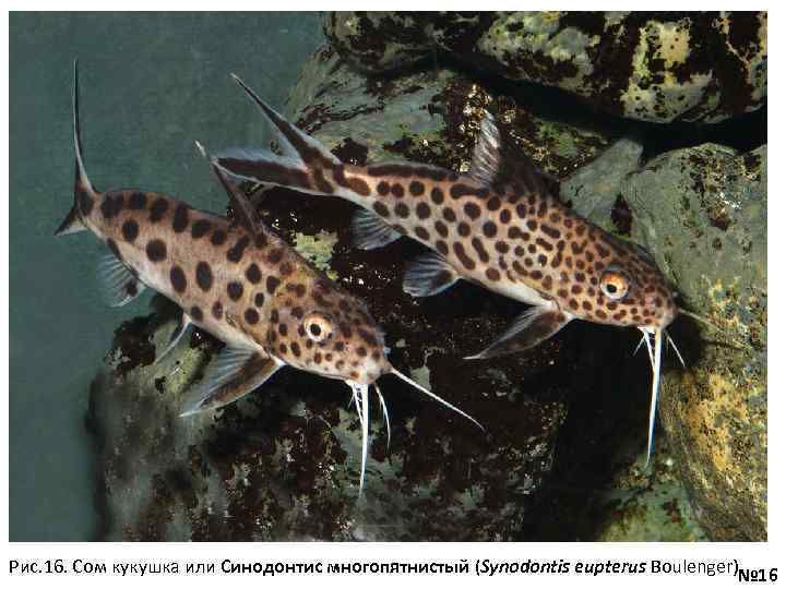 Рис. 16. Сом кукушка или Синодонтис многопятнистый (Synodontis eupterus Boulenger)№ 16 