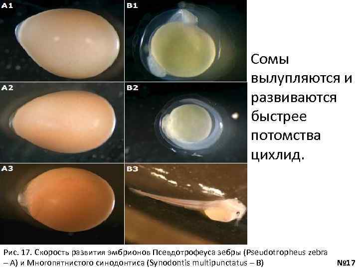 Сомы вылупляются и развиваются быстрее потомства цихлид. Рис. 17. Скорость развития эмбрионов Псевдотрофеуса зебры