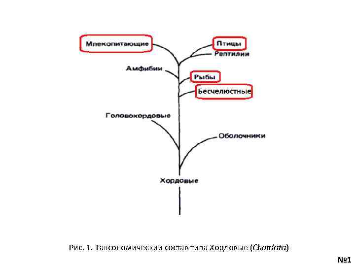 Рис. 1. Таксономический состав типа Хордовые (Chordata) № 1 