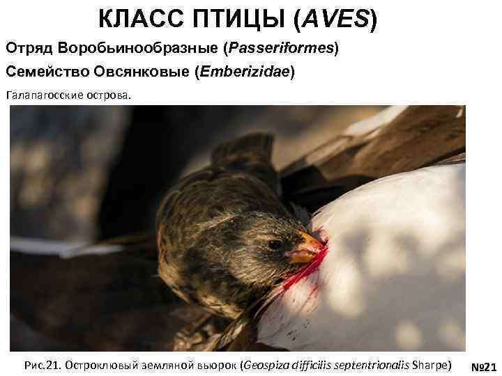 КЛАСС ПТИЦЫ (AVES) Отряд Воробьинообразные (Passeriformes) Семейство Овсянковые (Emberizidae) Галапагосские острова. Рис. 21. Остроклювый