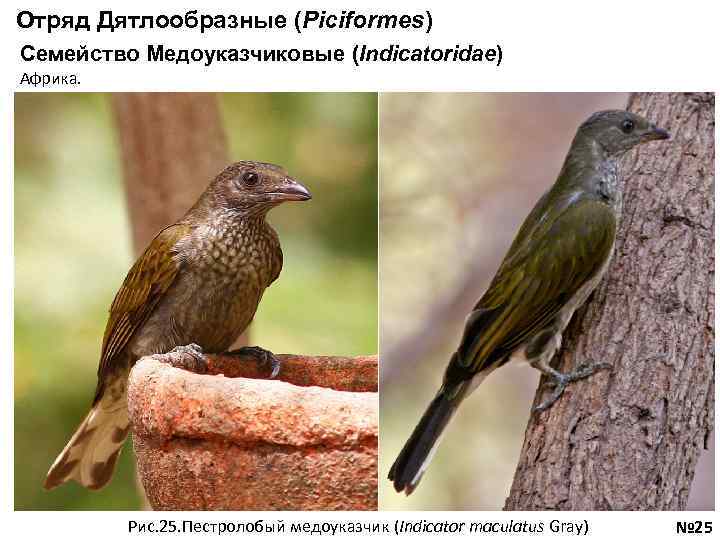 Отряд Дятлообразные (Piciformes) Семейство Медоуказчиковые (Indicatoridae) Африка. Рис. 25. Пестролобый медоуказчик (Indicator maculatus Gray)