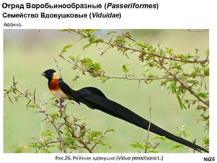 Отряд Воробьинообразные (Passeriformes) Семейство Вдовушковые (Viduidae) Африка. Рис. 26. Райская вдовушка (Vidua paradisaea L.