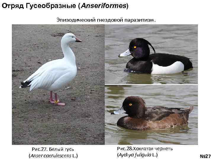 Отряд Гусеобразные (Anseriformes) Эпизодический гнездовой паразитизм. Рис. 27. Белый гусь (Anser caerulescens L. )