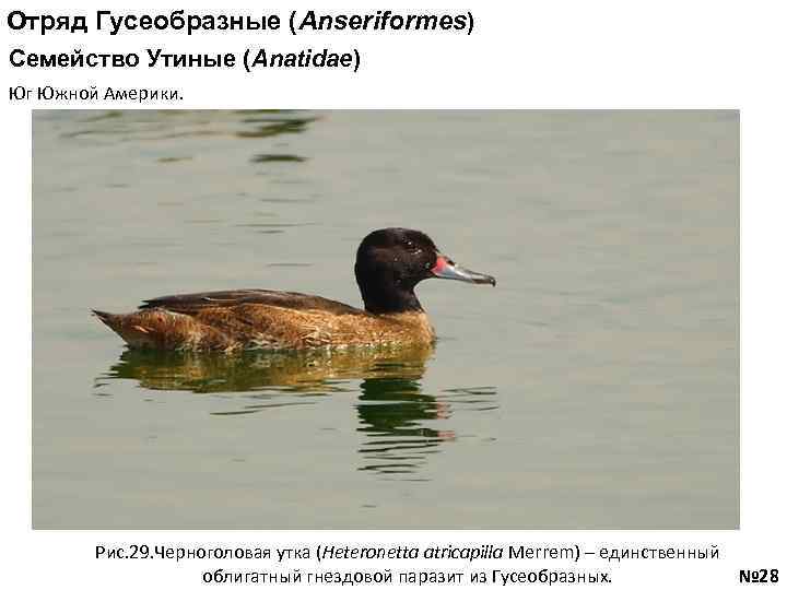 Отряд Гусеобразные (Anseriformes) Семейство Утиные (Anatidae) Юг Южной Америки. Рис. 29. Черноголовая утка (Heteronetta