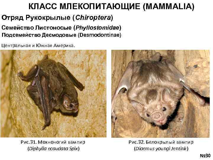 КЛАСС МЛЕКОПИТАЮЩИЕ (MAMMALIA) Отряд Рукокрылые (Chiroptera) Семейство Листоносые (Phyllostomidae) Подсемейство Десмодовые (Desmodontinae) Центральная и