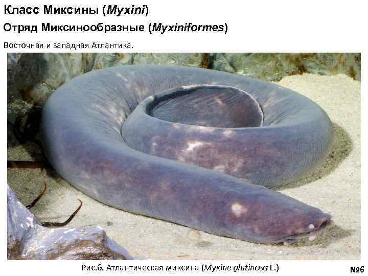 Класс Миксины (Myxini) Отряд Миксинообразные (Myxiniformes) Восточная и западная Атлантика. Рис. 6. Атлантическая миксина