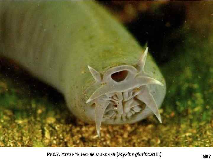 Рис. 7. Атлантическая миксина (Myxine glutinosa L. ) № 7 