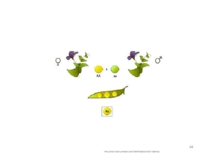 14 http: //im 0 -tub-ru. yandex. net/i? id=570386332 -23 -72&n=21 