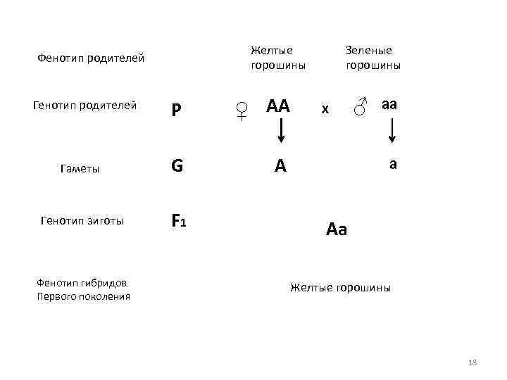 Сколько типов гамет образует генотип. Определить генотип родителей типы гамет и запишем схему скрещивания. Фенотип схема. Генотип и фенотип схема. Генотип родителей обозначение.
