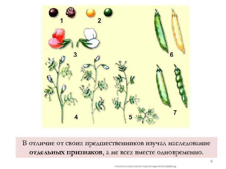 В отличие от своих предшественников изучал наследование отдельных признаков, а не всех вместе одновременно.