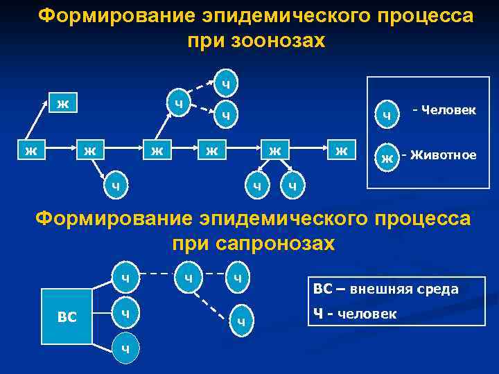 Эпидемический процесс