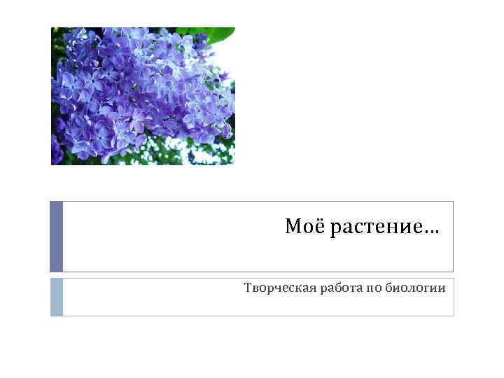 Моё растение… Творческая работа по биологии 