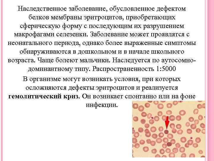 Клетки разрушающиеся в печени селезенке