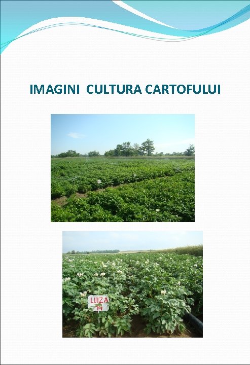 IMAGINI CULTURA CARTOFULUI 