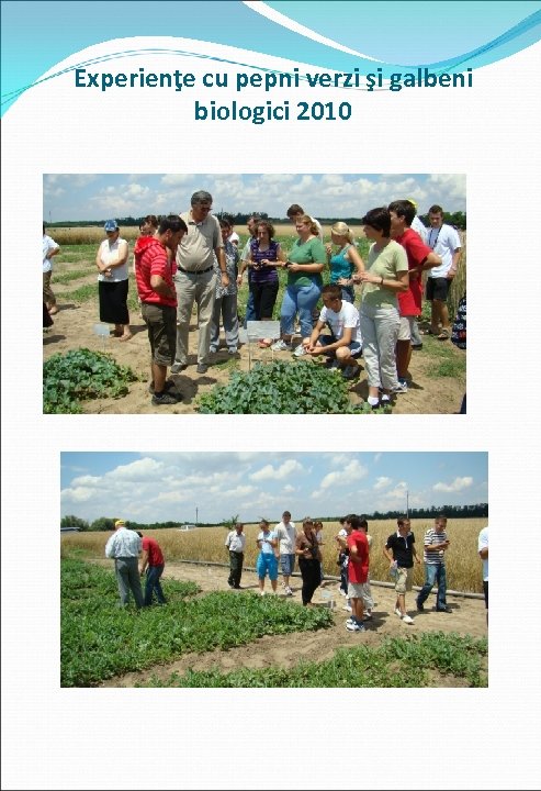 Experienţe cu pepni verzi şi galbeni biologici 2010 