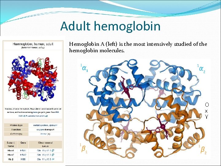 Adult hemoglobin Hemoglobin A (left) is the most intensively studied of the hemoglobin molecules.