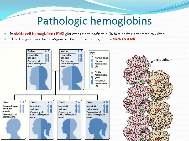 Pathologic hemoglobins In sickle cell hemoglobin (Hb. S) glutamic acid in position 6 (in