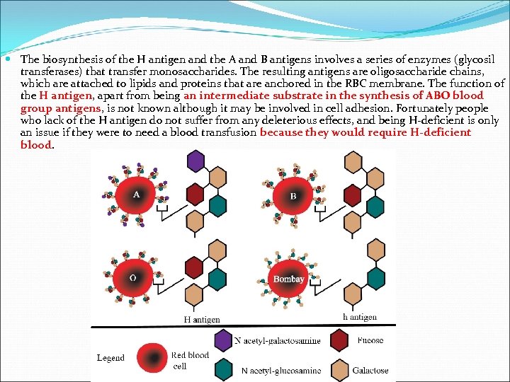  The biosynthesis of the H antigen and the A and B antigens involves