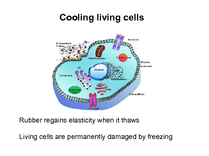 Cooling living cells Rubber regains elasticity when it thaws Living cells are permanently damaged
