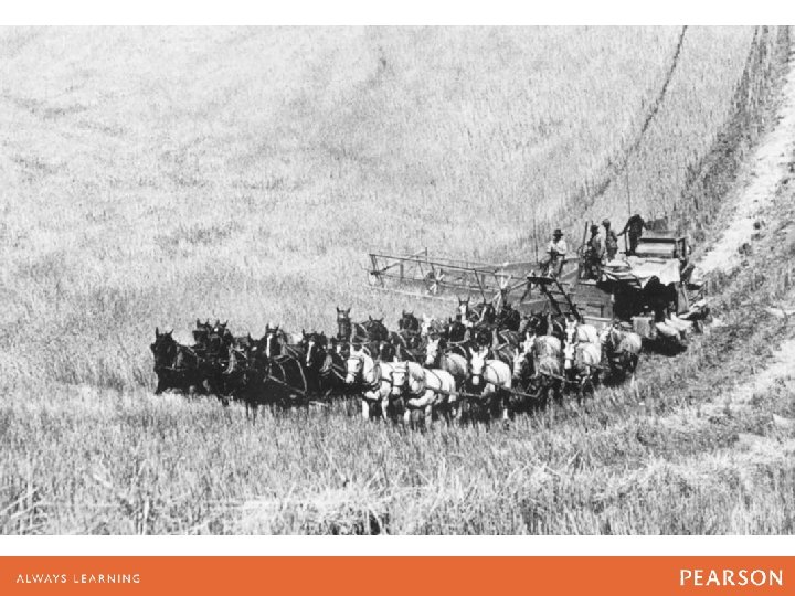 “Thirty-three horse team harvester” 