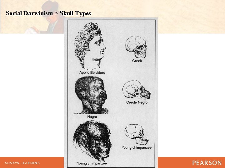 Social Darwinism > Skull Types 