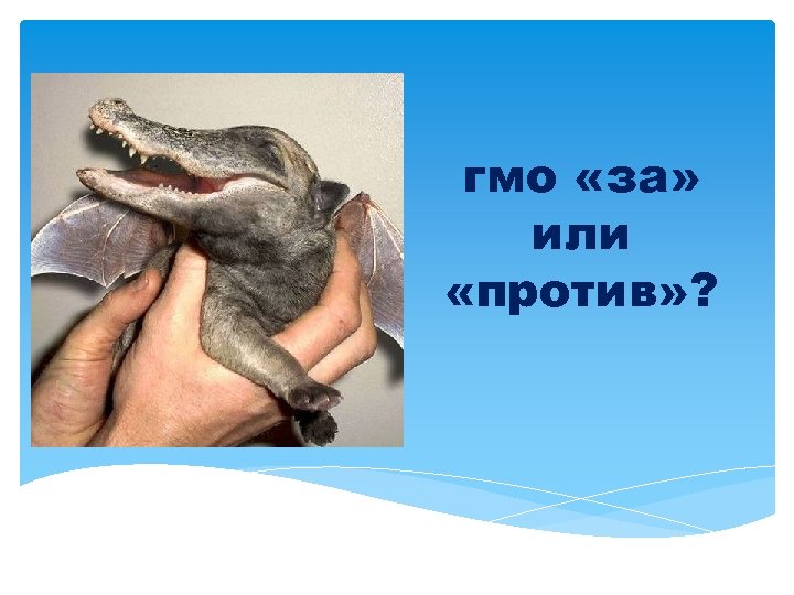 гмо «за» или «против» ? 