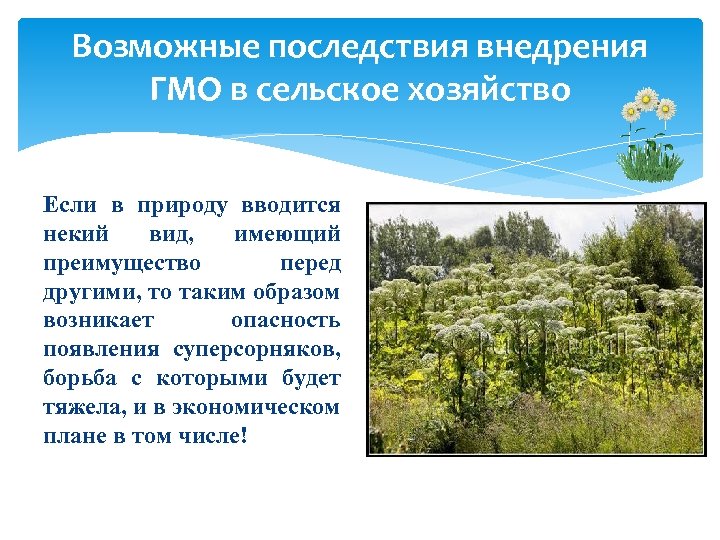 Возможные последствия внедрения ГМО в сельское хозяйство Если в природу вводится некий вид, имеющий