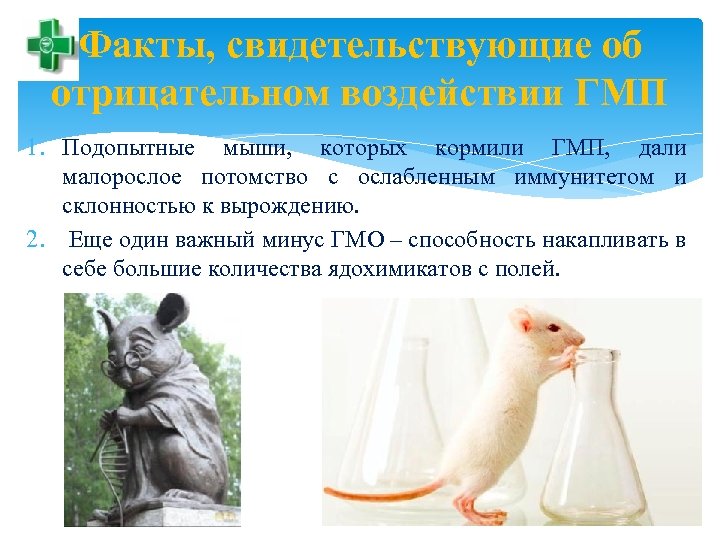 Факты, свидетельствующие об отрицательном воздействии ГМП 1. Подопытные мыши, которых кормили ГМП, дали малорослое