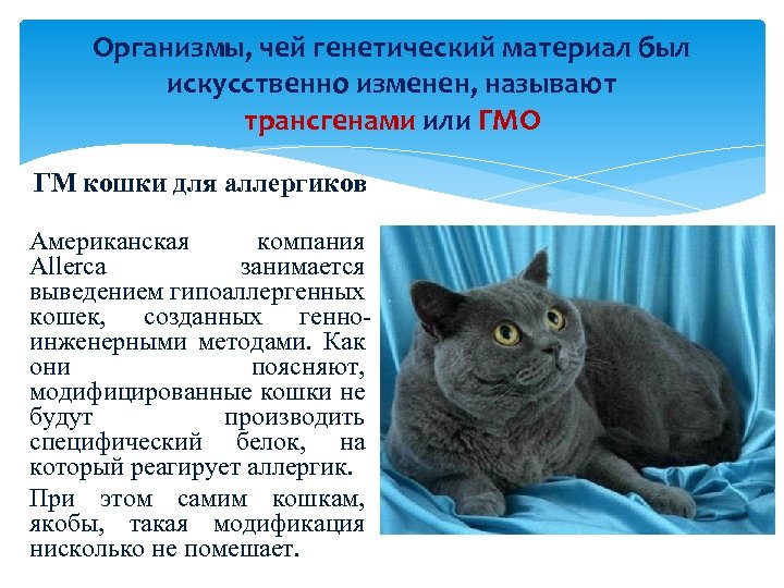 Организмы, чей генетический материал был искусственно изменен, называют трансгенами или ГМО ГМ кошки для
