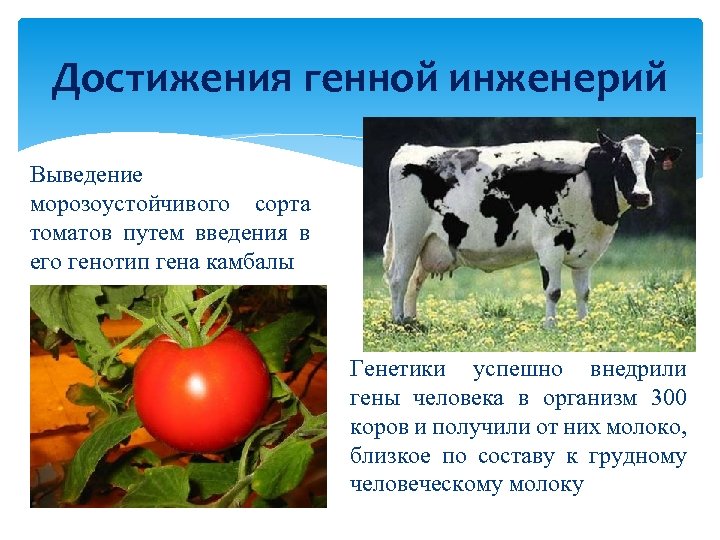 Достижения генной инженерий Выведение морозоустойчивого сорта томатов путем введения в его генотип гена камбалы
