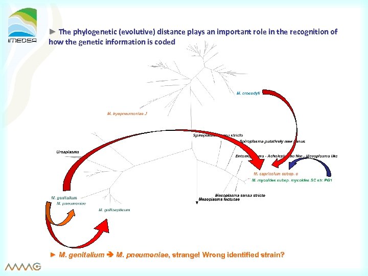 ► The phylogenetic (evolutive) distance plays an important role in the recognition of how