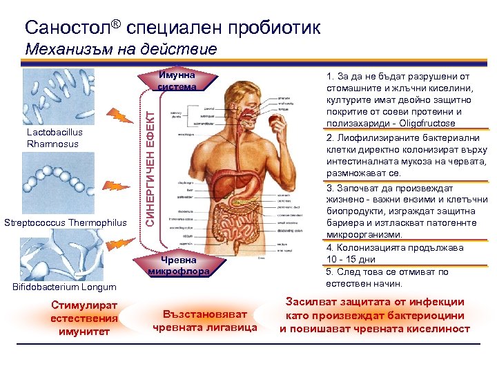 Саностол® специален пробиотик Механизъм на действие Lactobacillus Rhamnosus Streptococcus Thermophilus СИНЕРГИЧЕН ЕФЕКТ Имунна система