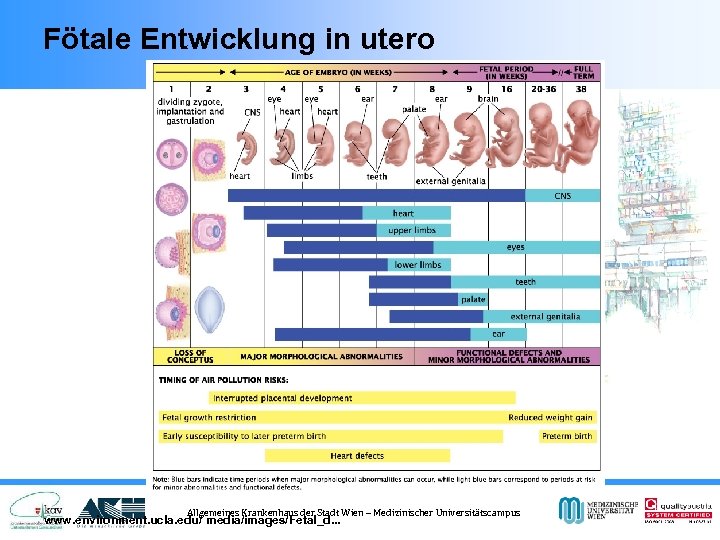 Fötale Entwicklung in utero Allgemeines Krankenhaus der Stadt Wien – Medizinischer Universitätscampus www. environment.
