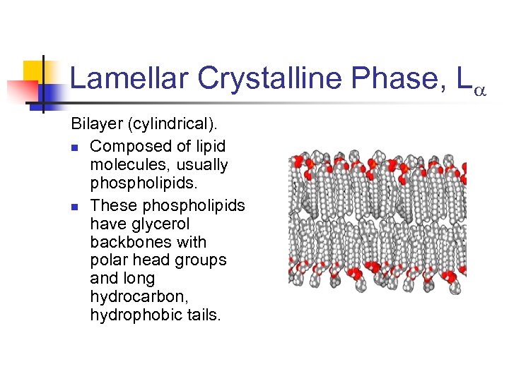 Lamellar Crystalline Phase, L Bilayer (cylindrical). n Composed of lipid molecules, usually phospholipids. n