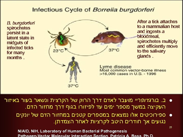 B. burgdorferi spirochetes persist in a latent state in midguts of infected ticks for