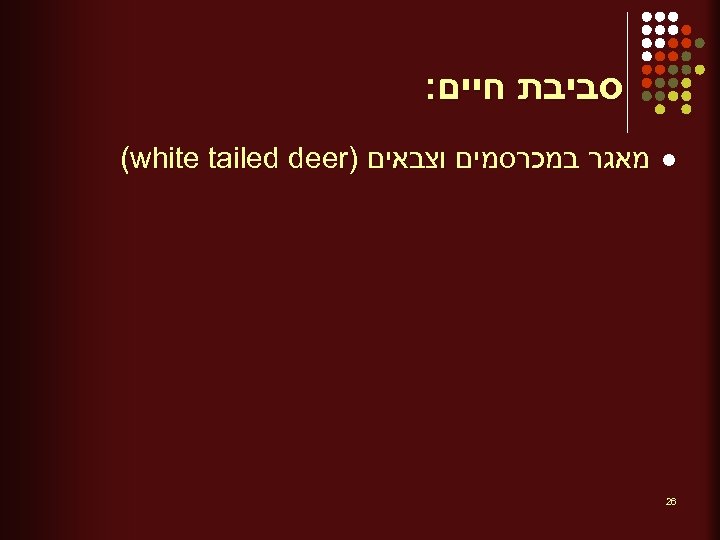  סביבת חיים: l 62 מאגר במכרסמים וצבאים ) (white tailed deer 