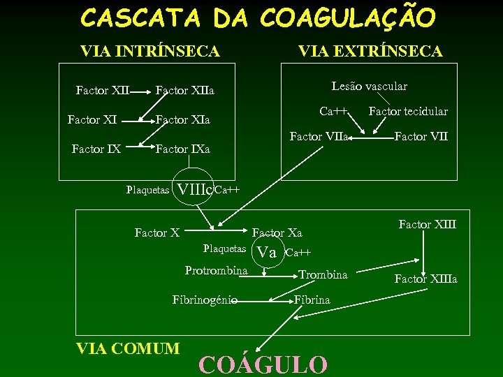 CASCATA DA COAGULAÇÃO VIA INTRÍNSECA Factor XII Factor XI Factor IX VIA EXTRÍNSECA Lesão