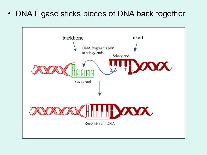  • DNA Ligase sticks pieces of DNA back together 