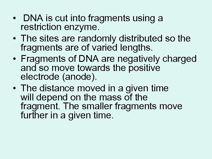  • DNA is cut into fragments using a restriction enzyme. • The sites