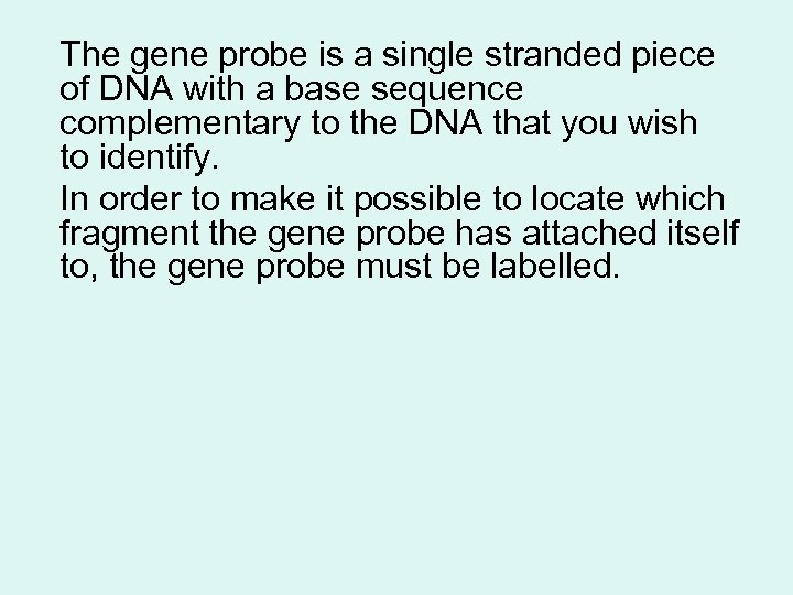 The gene probe is a single stranded piece of DNA with a base sequence