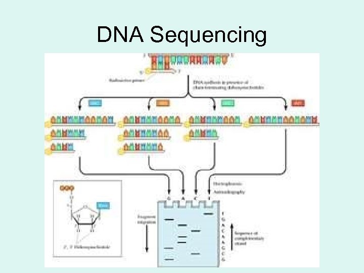 DNA Sequencing 