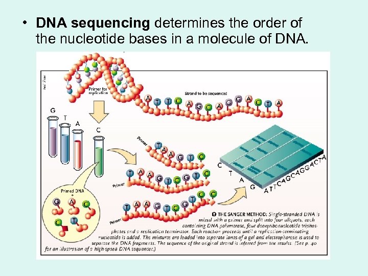  • DNA sequencing determines the order of the nucleotide bases in a molecule