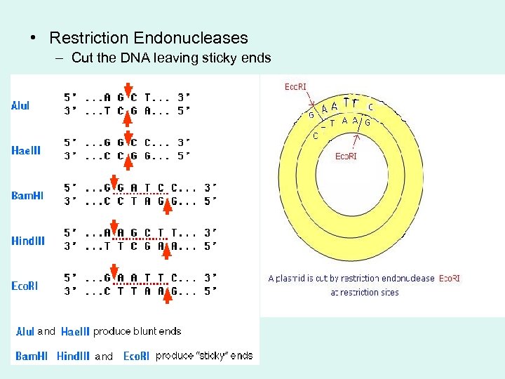  • Restriction Endonucleases – Cut the DNA leaving sticky ends 