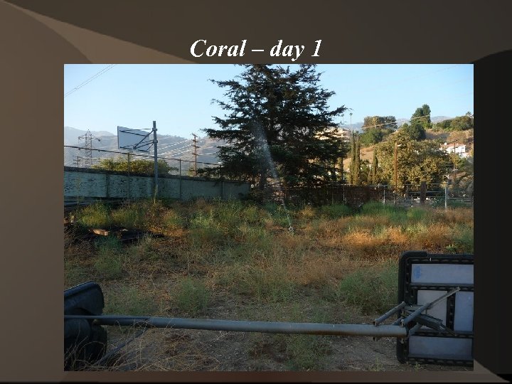 Coral – day 1 