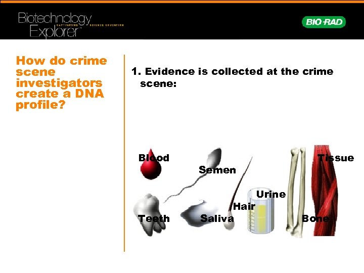 How do crime scene investigators create a DNA profile? 1. Evidence is collected at