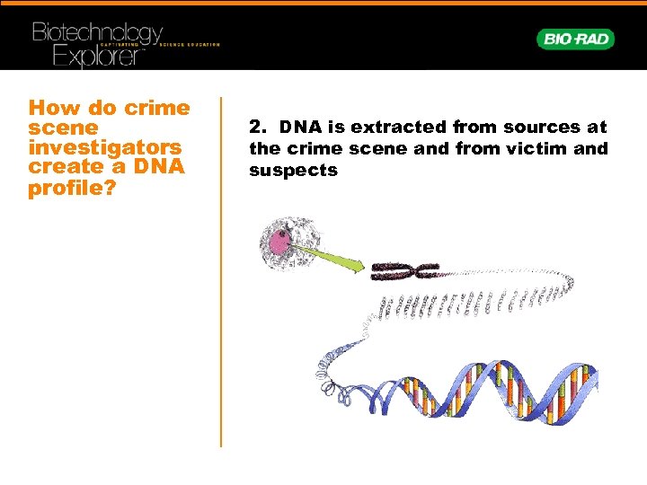 How do crime scene investigators create a DNA profile? 2. DNA is extracted from