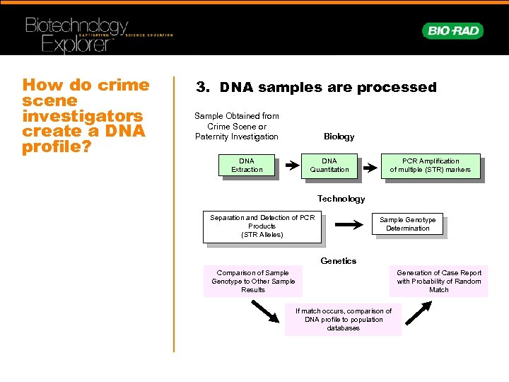 How do crime scene investigators create a DNA profile? 3. DNA samples are processed