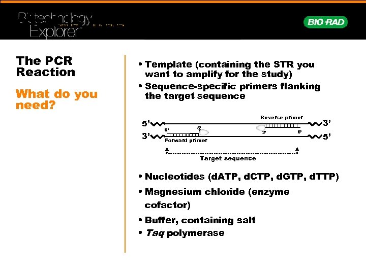 What is needed for PCR? The PCR Reaction What do you need? • Template